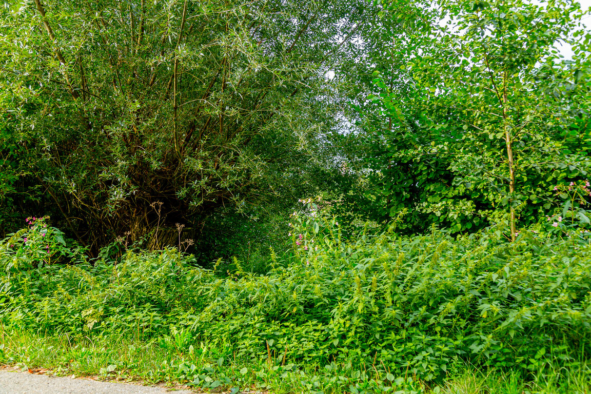 Image: _JA 40708 Natur pur .jpg